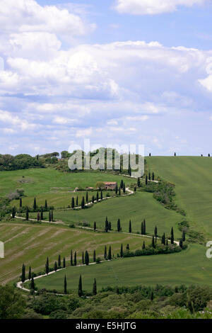 Zypressenallee La Foce, Toskana, Italien Stockfoto