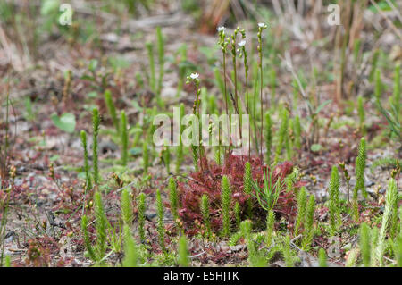 Runde-leaved Sonnentau (Drosera Rotundifolia), Emsland, Niedersachsen, Deutschland Stockfoto