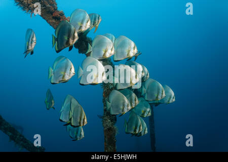 Schule von Teira Fledermausfisch (Platax Teira) über die Alma Jane Wrack, Sabang Beach, Puerto Galera, Mindoro, Philippinen Stockfoto