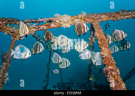 Schule von Teira Fledermausfisch (Platax Teira) über die Alma Jane Wrack, Sabang Beach, Puerto Galera, Mindoro, Philippinen Stockfoto