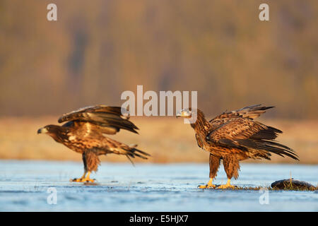 Zwei junge Seeadler (Haliaeetus Horste), stehend auf dem Eis, Łódź Provinz, Polen Stockfoto