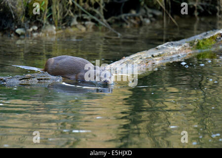 Europäische Otter (Lutra Lutra), Schwimmen, in Gefangenschaft, Sihlwald, Schweiz Stockfoto