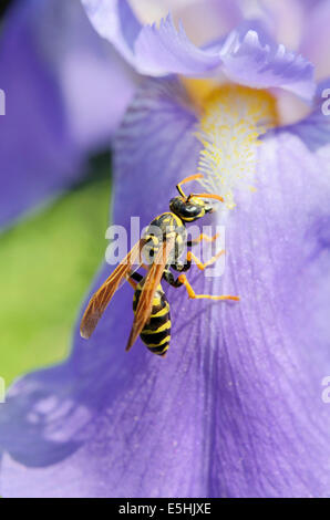 Wespe (Vespula SP.) sammeln Nektar auf eine Blüte, dalmatinische Iris oder Sweet-Iris (Iris Pallida, Iris Dalmatica), Bayern, Deutschland Stockfoto