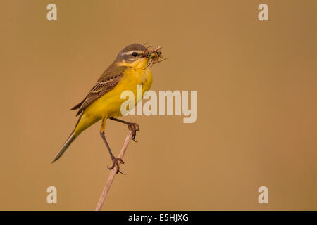 Schafstelze (Motacilla Flava) am Stiel mit Insekt im Schnabel, Neusiedler See, Österreich Stockfoto