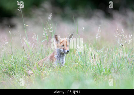 Rotfuchs (Vulpes Vulpes), UK Stockfoto