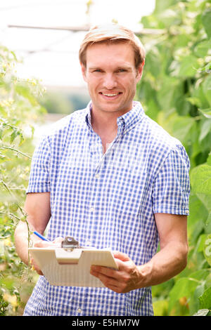 Landwirt im Gewächshaus Überprüfung Tomatenpflanzen Stockfoto