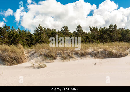 Sanddünen in Bialogora, Polen Stockfoto