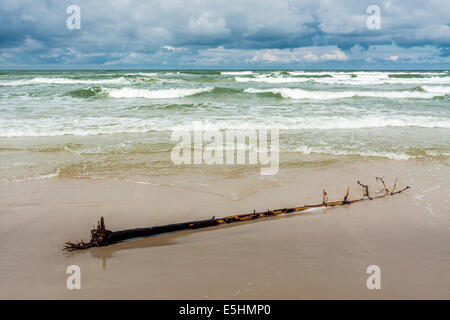 Umstürzenden Baum an einem Strand in Bialogora, Polen Stockfoto