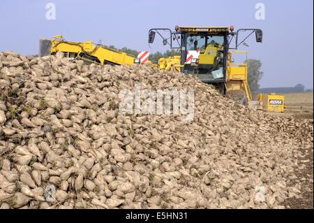 automatisierte Ernte von Zuckerrüben in der Provinz Piacenza (Italien) Stockfoto