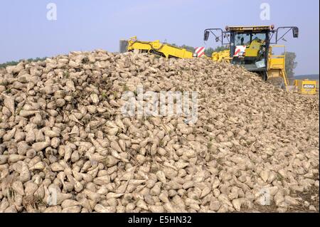 automatisierte Ernte von Zuckerrüben in der Provinz Piacenza (Italien) Stockfoto