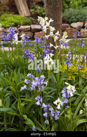 Großbritannien, England, Somerset, Nether Stowey, Coleridge Bauerngarten, Glockenblumen im Frühling Stockfoto