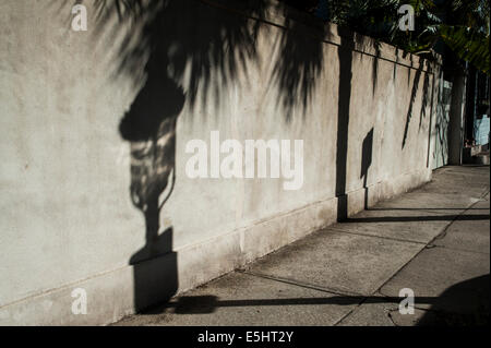 Silhouette von Palme, Straße, Zeichen, Straße Licht Schatten auf die Wand Stockfoto