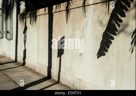 Silhouette von Palme, Straße, Zeichen, Straße Licht Schatten auf die Wand Stockfoto