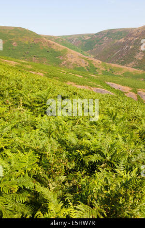 Stand der Adlerfarn (Pteridium Aquilinum) als Bestandteil einer Pflanzengemeinschaft Heide auf den Long Mynd Hügeln, Shropshire, UK Stockfoto