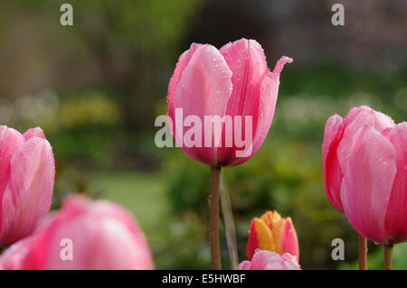 Tulipa DESIGN Impressionen Stockfoto