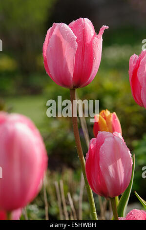 Tulipa DESIGN Impressionen Stockfoto