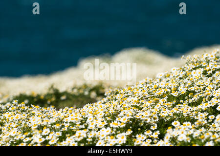 Massen von Meer Mayweed, Tripleurospermum Maritumum in Blüte Stockfoto