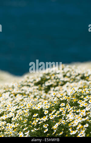 Massen von Meer Mayweed, Tripleurospermum Maritumum in Blüte Stockfoto