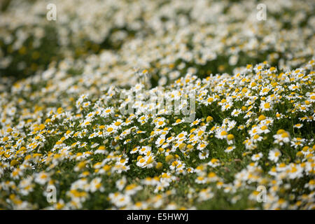 Massen von Meer Mayweed, Tripleurospermum Maritumum in Blüte Stockfoto