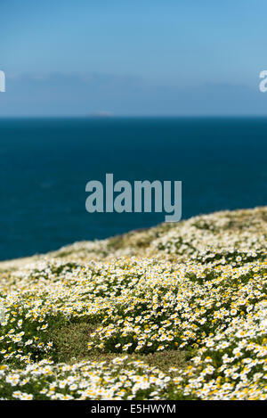 Massen von Meer Mayweed, Tripleurospermum Maritumum in Blüte Stockfoto