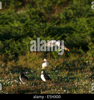 Papageitaucher mit Sandaale kommen, um land, Fratercula Arctica, Skokholm Island, South Pembrokeshire, Wales, Vereinigtes Königreich Stockfoto