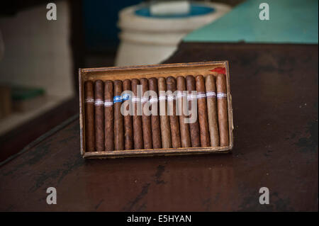 Authentische kubanische Zigarren im Humidor im Geschenkeladen in Havanna, Kuba Stockfoto