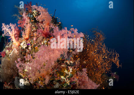 Üppigen Wachstum von Weichkorallen im Roten Meer Küste von Sudan Stockfoto