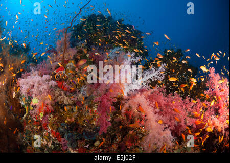 Üppigen Wachstum von Weichkorallen im Roten Meer Küste von Sudan Stockfoto
