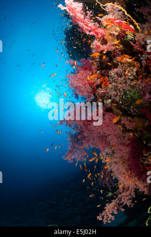 Üppigen Wachstum von Weichkorallen im Roten Meer Küste von Sudan Stockfoto
