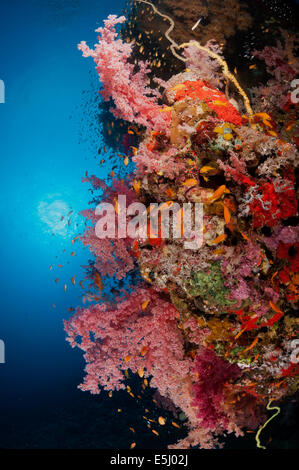 Üppigen Wachstum von Weichkorallen im Roten Meer Küste von Sudan Stockfoto