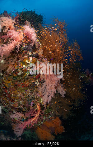 Üppigen Wachstum von Weichkorallen im Roten Meer Küste von Sudan Stockfoto