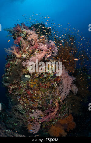 Üppigen Wachstum von Weichkorallen im Roten Meer Küste von Sudan Stockfoto