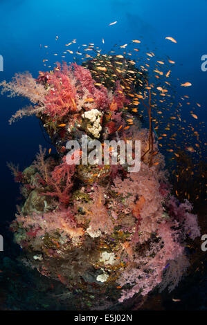 Üppigen Wachstum von Weichkorallen im Roten Meer Küste von Sudan Stockfoto
