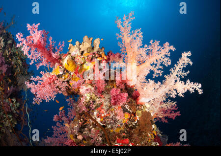 Üppigen Wachstum von Weichkorallen im Roten Meer Küste von Sudan Stockfoto