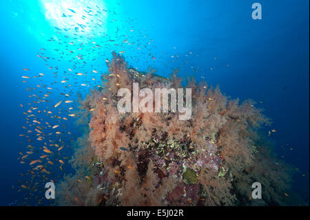 Üppigen Wachstum von Weichkorallen im Roten Meer Küste von Sudan Stockfoto