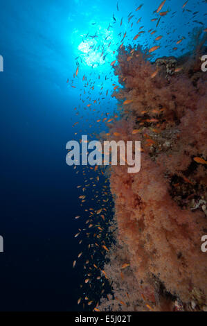 Üppigen Wachstum von Weichkorallen im Roten Meer Küste von Sudan Stockfoto
