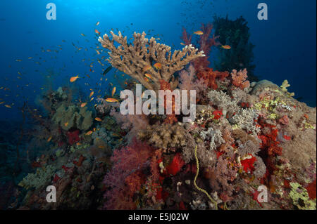 Üppigen Wachstum von Weichkorallen im Roten Meer Küste von Sudan Stockfoto