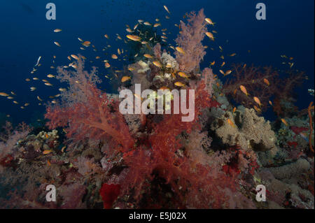 Üppigen Wachstum von Weichkorallen im Roten Meer Küste von Sudan Stockfoto