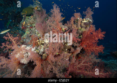 Üppigen Wachstum von Weichkorallen im Roten Meer Küste von Sudan Stockfoto