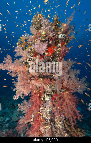 Üppigen Wachstum von Weichkorallen im Roten Meer Küste von Sudan Stockfoto