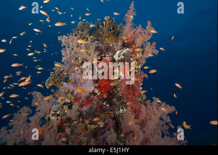 Üppigen Wachstum von Weichkorallen im Roten Meer Küste von Sudan Stockfoto