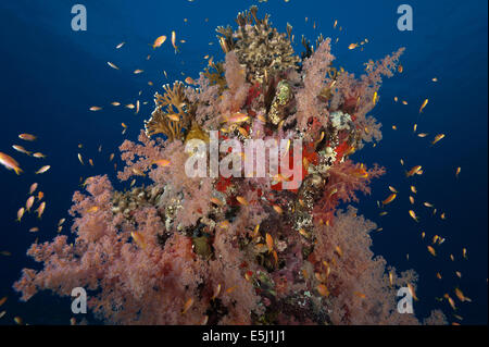 Üppigen Wachstum von Weichkorallen im Roten Meer Küste von Sudan Stockfoto