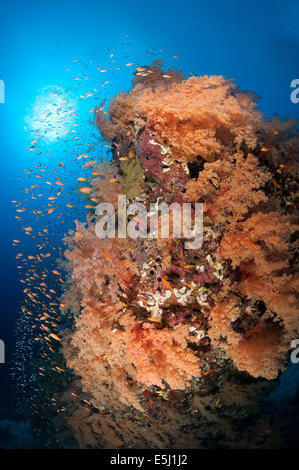 Üppigen Wachstum von Weichkorallen im Roten Meer Küste von Sudan Stockfoto