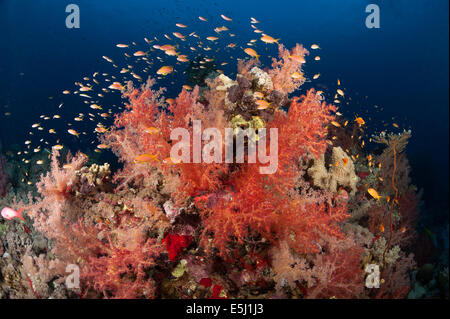 Üppigen Wachstum von Weichkorallen im Roten Meer Küste von Sudan Stockfoto