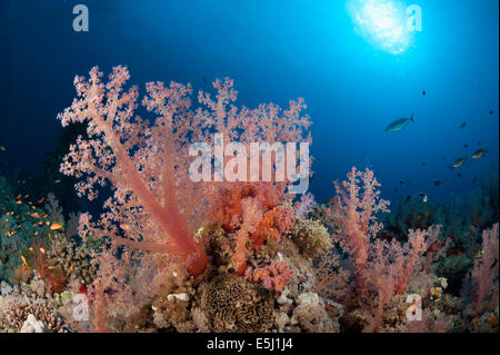 Üppigen Wachstum von Weichkorallen im Roten Meer Küste von Sudan Stockfoto