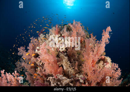 Üppigen Wachstum von Weichkorallen im Roten Meer Küste von Sudan Stockfoto