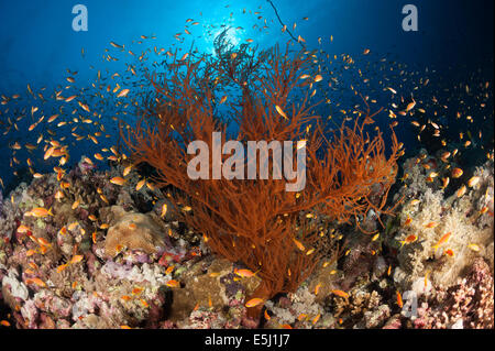 Üppigen Wachstum von Weichkorallen im Roten Meer Küste von Sudan Stockfoto