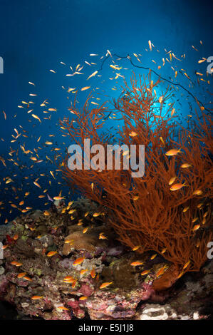 Üppigen Wachstum von Weichkorallen im Roten Meer Küste von Sudan Stockfoto
