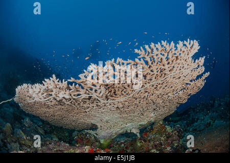 Üppigen Wachstum von Korallen im Roten Meer Küste von Sudan Stockfoto