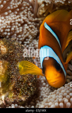 Zwei-banded Clownfische mit Eiern auf seine Anemone im Roten Meer Küste von Sudan Stockfoto